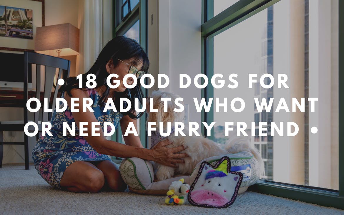 18-good-dogs-for-older-adults-who-want-or-need-a-furry-friend